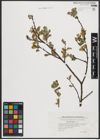 Foto von Salix aurita L.